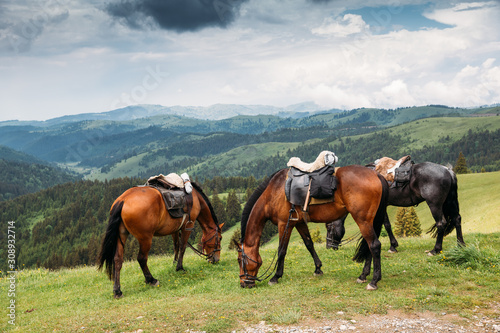 Beautiful horses on a meadow resting after a long trip. © belyaaa