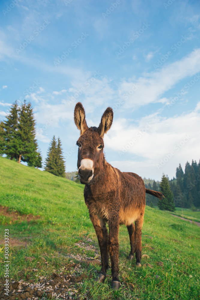 Picture of a funny donkey at sunset. Picture of a funny donkey at sunset.