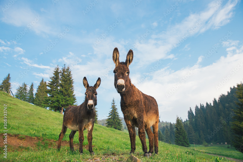 Picture of a funny donkey at sunset. Picture of a funny donkey at sunset.