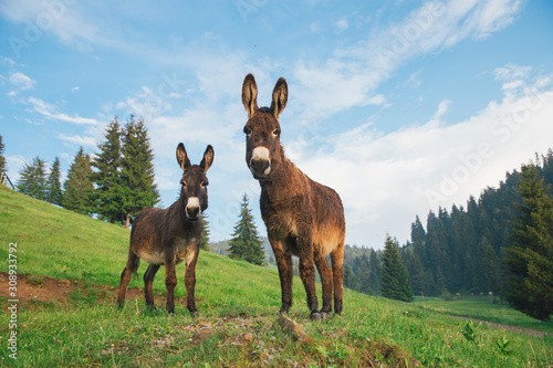 Tableau sur toile Picture of a funny donkey at sunset.