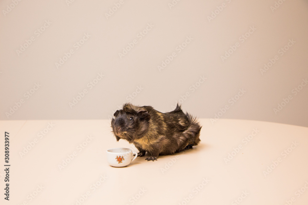 Cute, funny and adorable guinea pig with a mug Cute, funny and adorable guinea pig with a mug