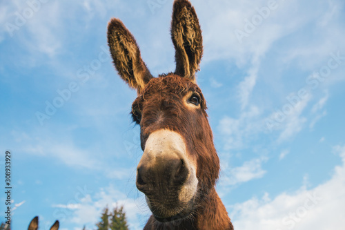 Photo Picture of a funny donkey at sunset.