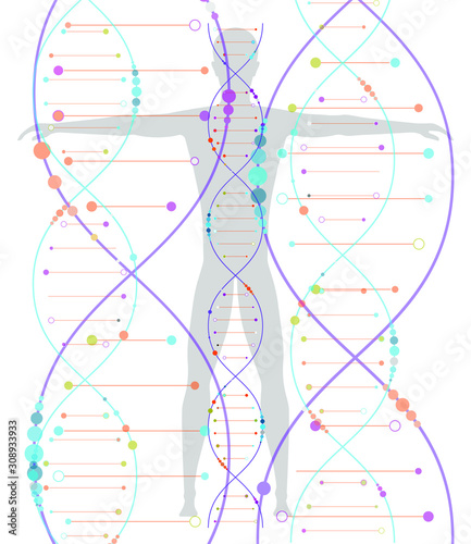 Model of human DNA. Vector illustration in flat style.