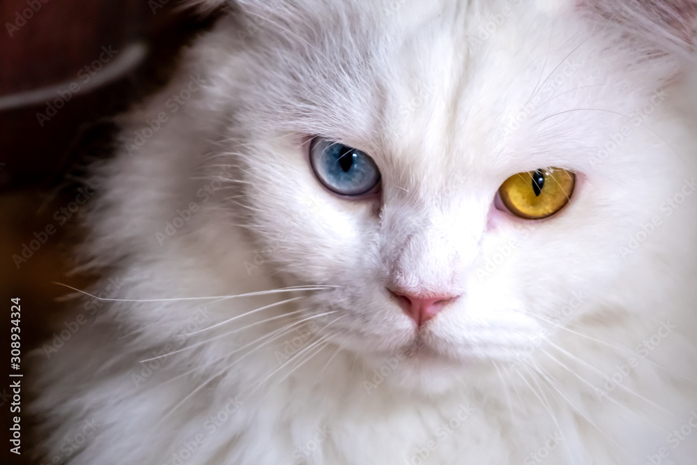 Fototapeta premium Close up white cat with different eyes. Cat with 2 different-colored eyes.