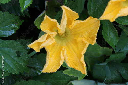 Yellow pumpkin flower in the garden. Agriculture