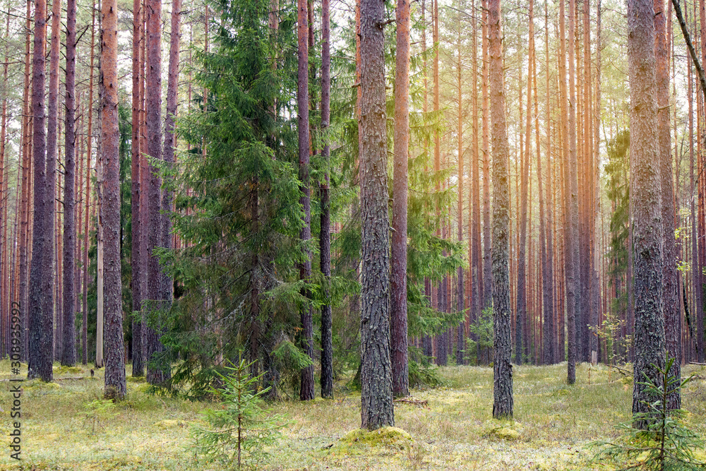 Obraz premium Straight pine trunks of ship pine forest and carpet of grass and moss below