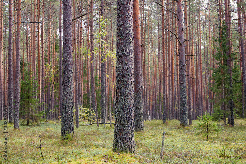 Fototapeta premium Straight pine trunks of ship pine forest and carpet of grass and moss below
