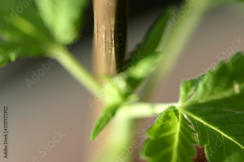 Marihuanapflanze