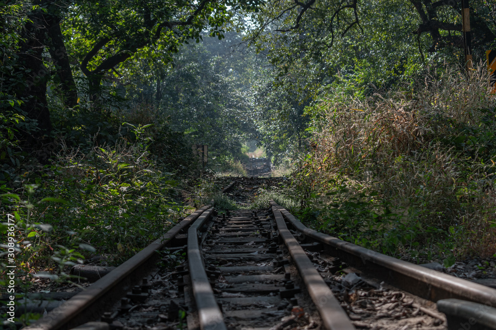 Fototapeta premium Into The Forest