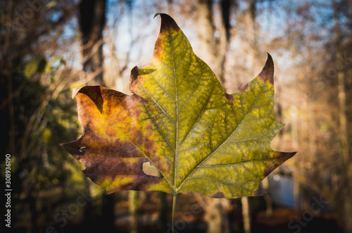 maple leaf, folha, outono, winter, inverno