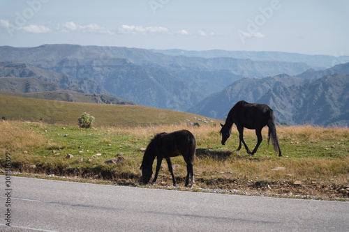 A wildly grazing black horse and foal on an alpine pasture near an asphalt country road of the North Caucasus. Mining Concept