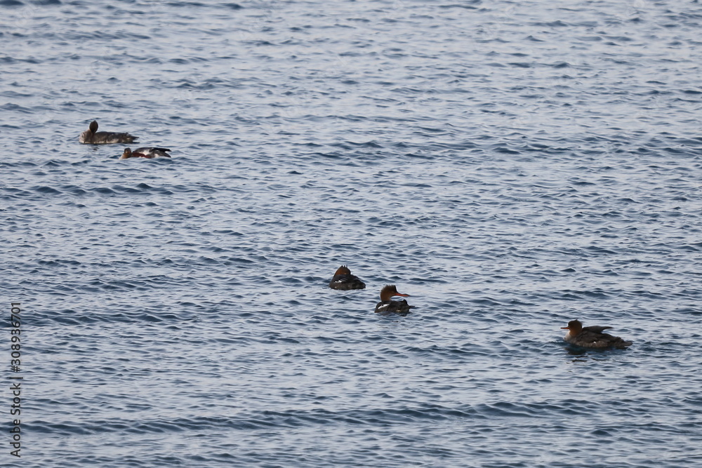 Group of Red-breasted mergansers (Mergus serrator) ducks swimming in calm reflecting sea water. Wild diving ducks in nature. Group of Red-breasted mergansers (Mergus serrator) ducks swimming in calm reflecting sea water. Wild diving ducks in nature.