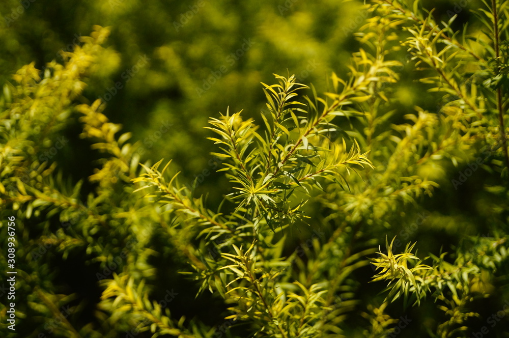 The pine tree branches and leaves The pine tree branches and leaves