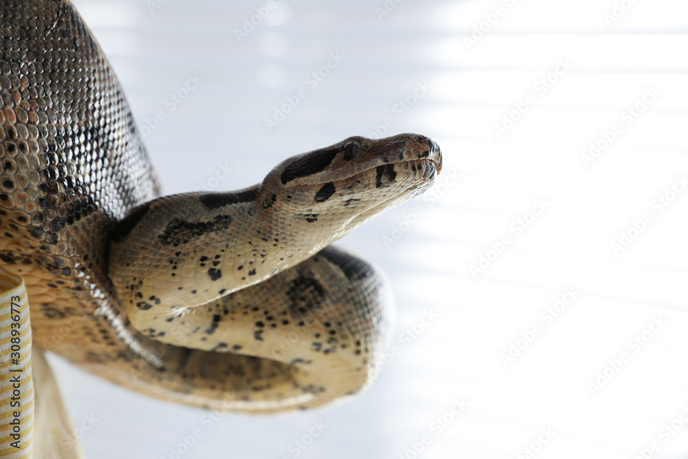 Fototapeta premium Big boa constrictor indoors, closeup view. Exotic pet