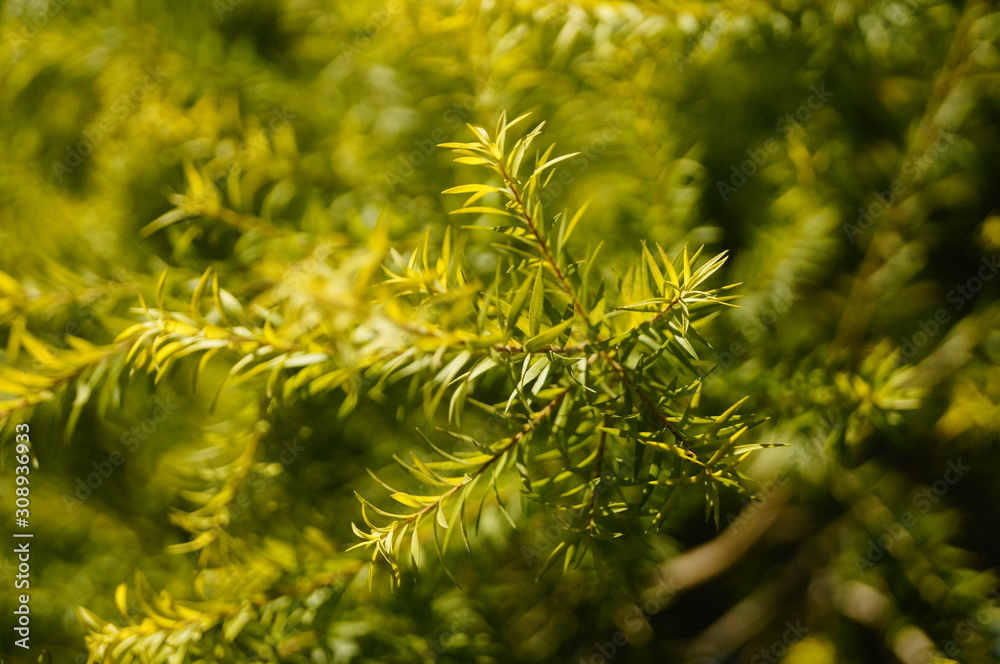 The pine tree branches and leaves The pine tree branches and leaves