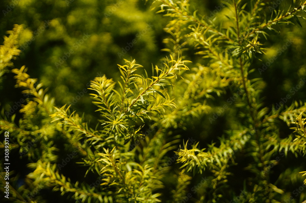 Fototapeta premium The pine tree branches and leaves