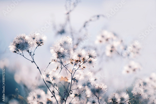 Delicate fluffy flowers on a blue natural background. Dry Flowers of late autumn and early winter. Artistic tender photo of nature details.