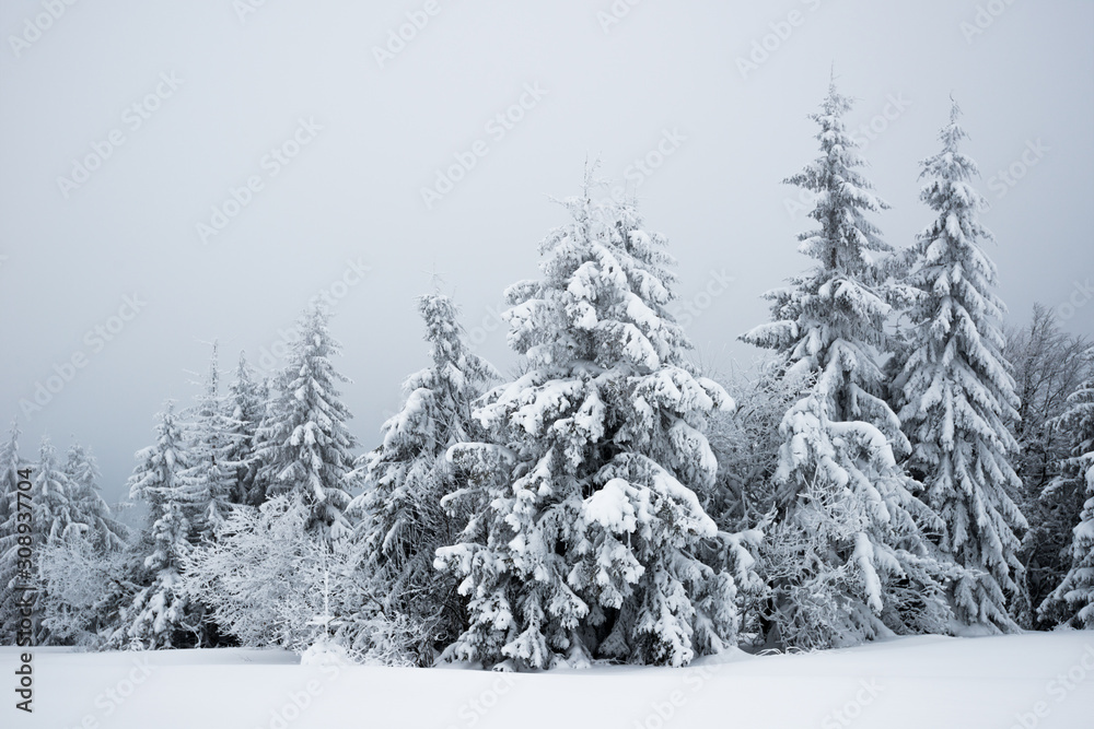 Harsh winter landscape beautiful snowy fir trees Harsh winter landscape beautiful snowy fir trees