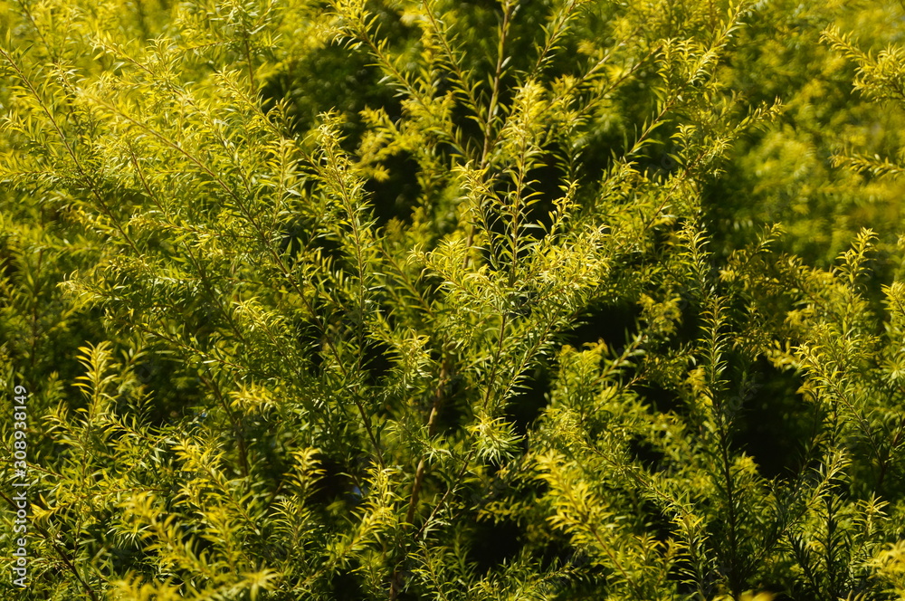 The pine tree branches and leaves The pine tree branches and leaves