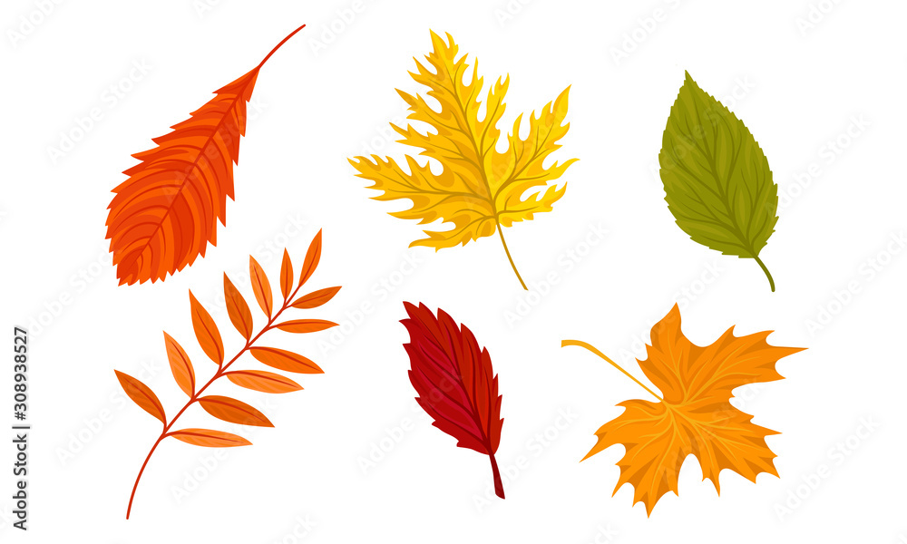 Autumn Leaves of Different Trees Collection, Colorful Bright Fall Foliage Vector Illustration