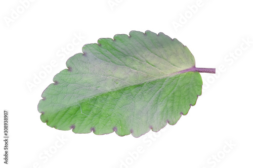 Leaves of Medicinal Kalanchoe isolated on white background. with clipping path photo