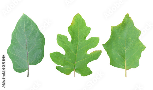 Set of Eggplant leaf isolated on white background. Object with clipping path..