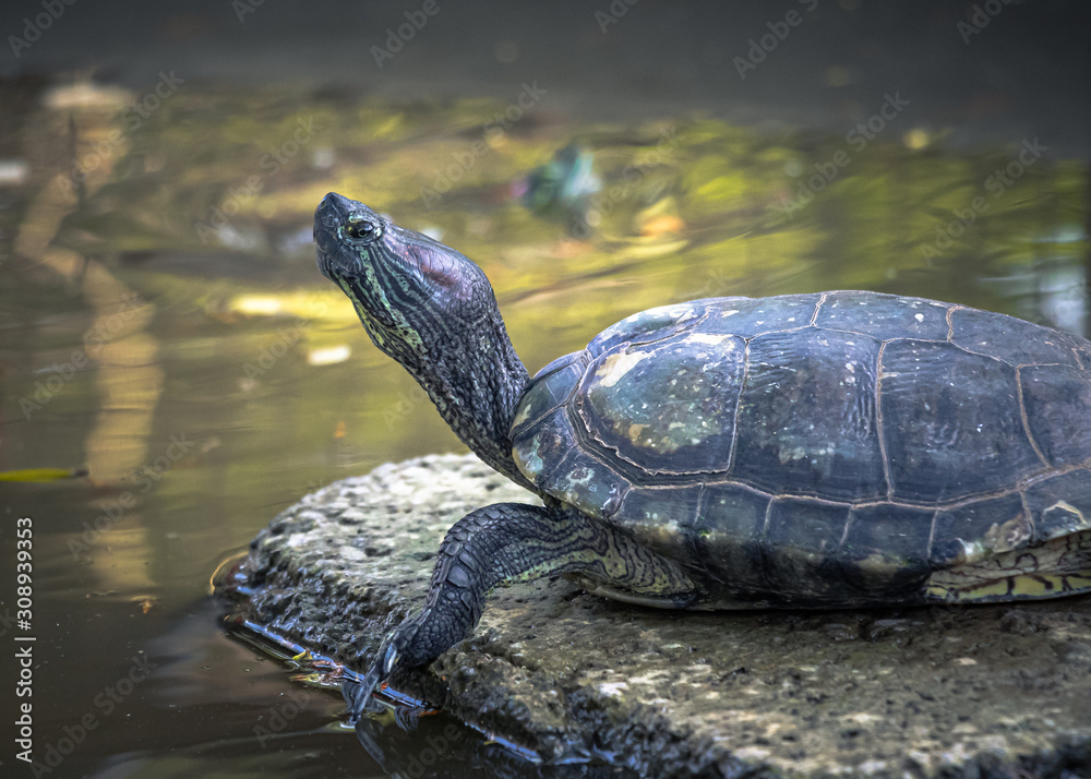 Fototapeta premium A Chinese pond turtle basking in the sun in a animal shelter farm