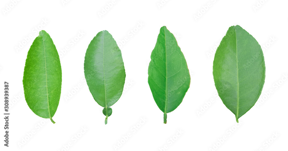 Lemon leaf isolated on white background. with clipping Path Lemon leaf isolated on white background. with clipping Path