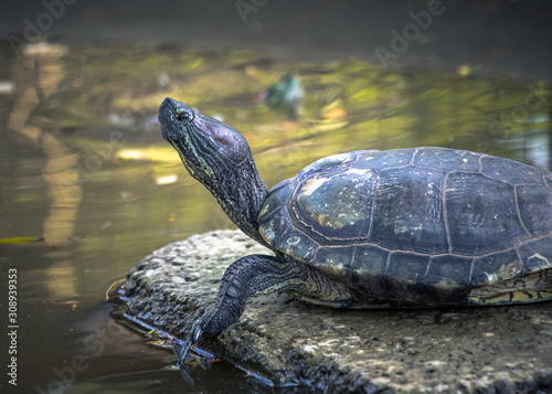 A Chinese pond turtle basking in the sun in a animal shelter farm
