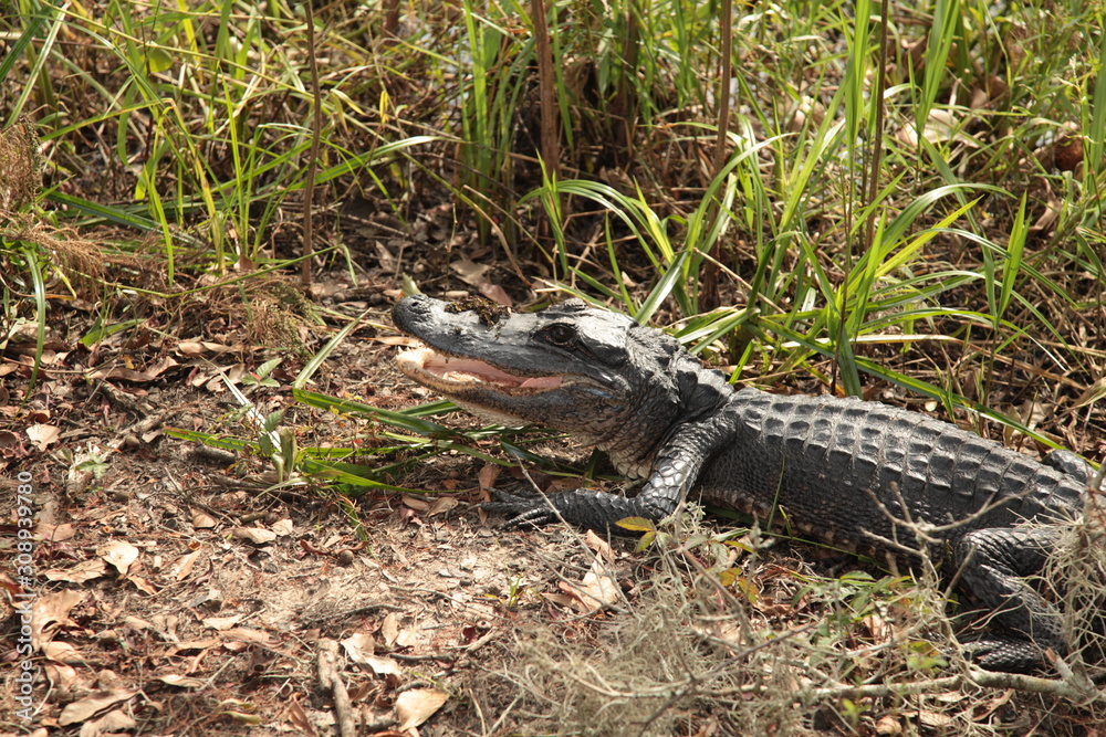 Naklejka premium Smiling Alligator