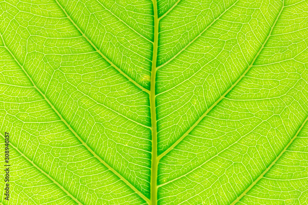 Natural green leaf background with light behind for graphic design. Natural green leaf background with light behind for graphic design.