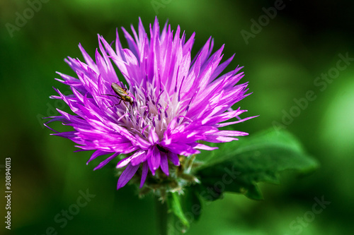 Purple Thistle flower with the insect close up. Green soft background. Floral summer background 