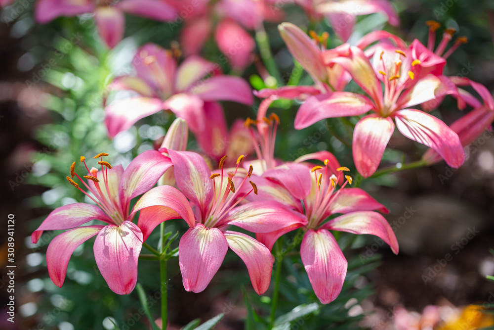 Lily flower and green leaf background in garden at sunny summer or spring day for beauty decoration and agriculture design. Lily Lilium hybrids.