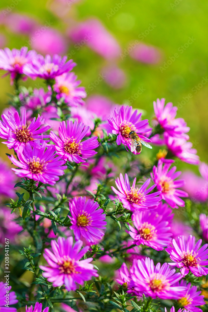 Group of a violet aster flowers with honey bee. Group of a violet aster flowers with honey bee.