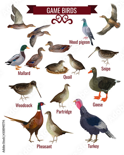 Game bird set in realistic style design