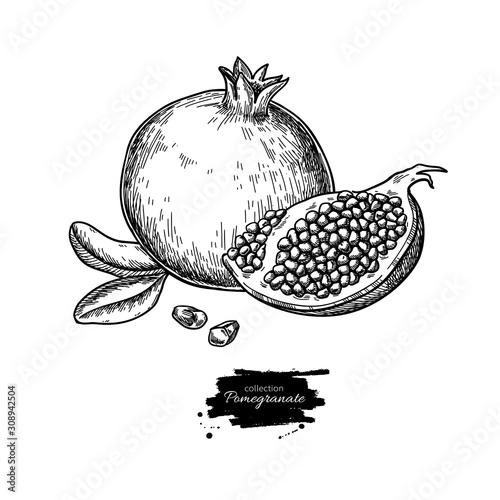 Pomegranate vector drawing. Hand drawn tropical fruit illustration. Engraved summer