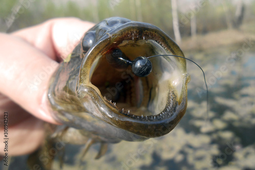 Summer fishing on the lake, Perccottus glenii photo