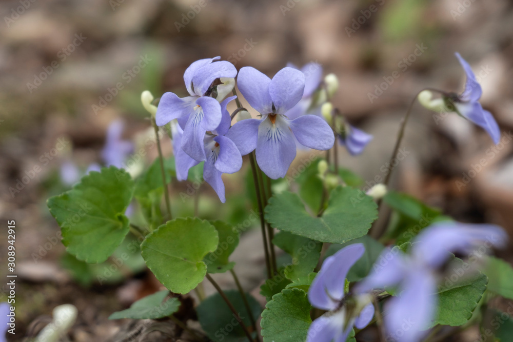 タチツボスミレ／Viola grypoceras