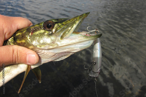 Summer fishing, pike fishing, spinning on the lake