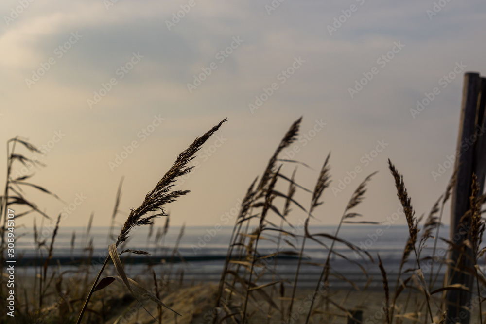 Obraz premium Schilf am Nordsee Strand