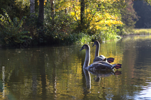 Swans on the lake