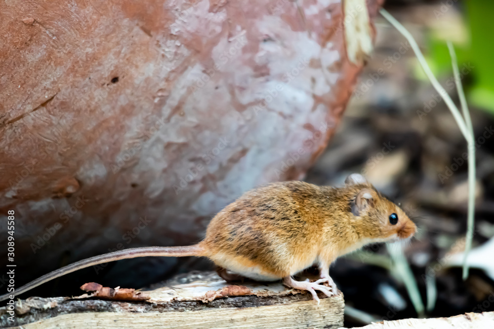 New Forest, Hampshire / UK - 09 08 2018: Field mouse keeping watch