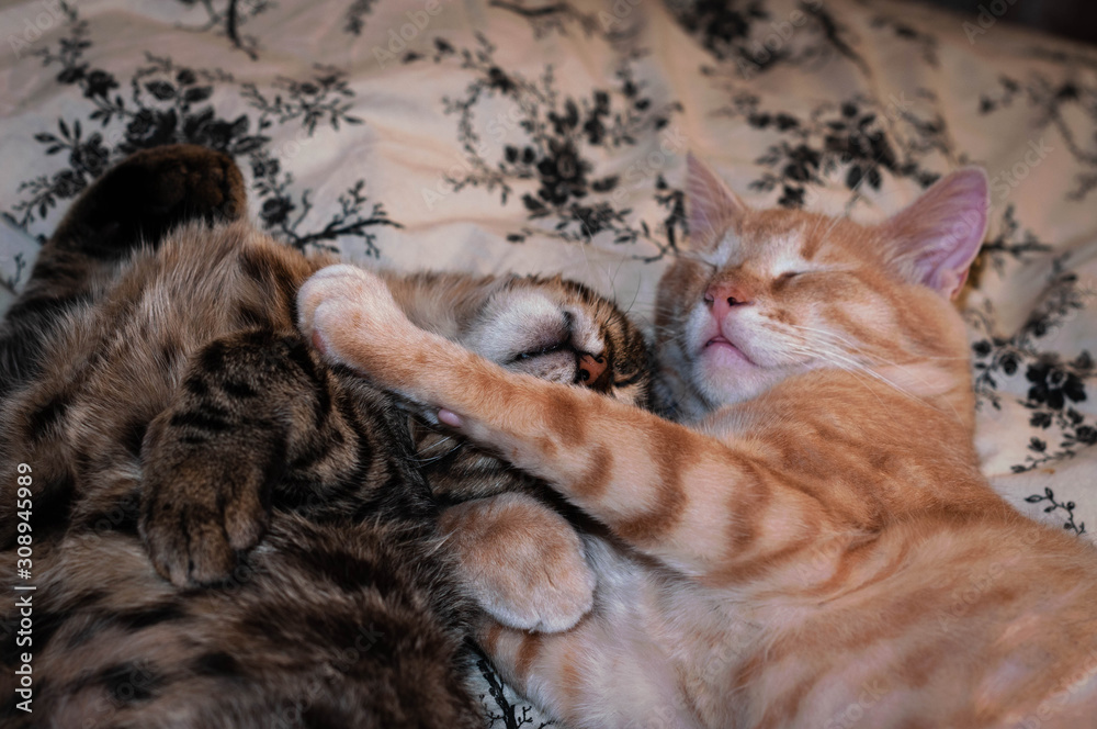 soft focus of adorable brown and red tabby cats sleeping and hugging with paws on bed at home