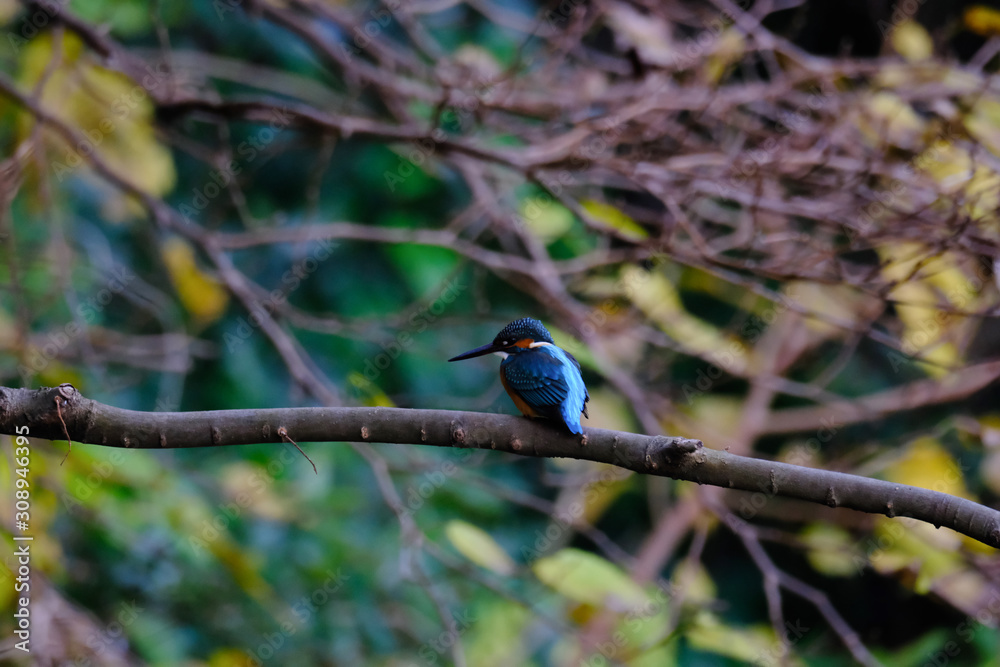 kingfisher on a branch kingfisher on a branch