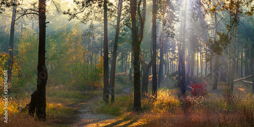 Forest. Autumn. A pleasant walk through the forest  dressed in an autumn outfit. The sun plays on the branches of trees and penetrates the entire forest with rays. Light fog makes the picture a little