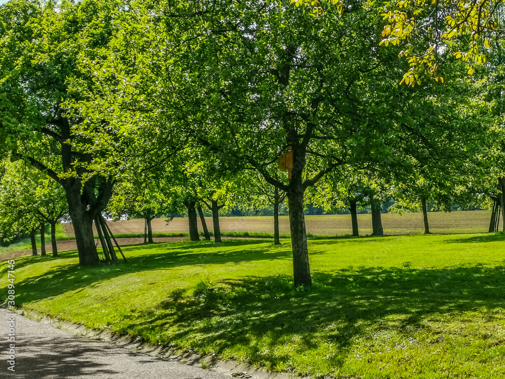 Baumgrundstück im Herbst