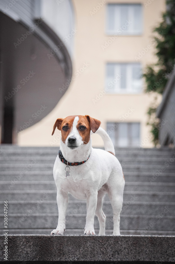cute red shy dog jack russell terrier is standing on the grey stairs cute red shy dog jack russell terrier is standing on the grey stairs