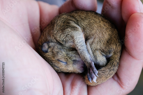 Little squirrel sleeping on hand