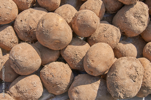 Food baground. Freshly harvested organic potato on the field