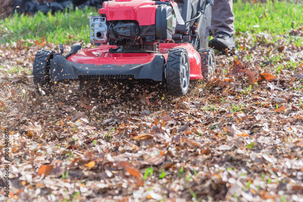 Senior Asian man pushing gasoline lawn mower doing lawn care leaves mulch in Texas, USA Senior Asian man pushing gasoline lawn mower doing lawn care leaves mulch in Texas, USA